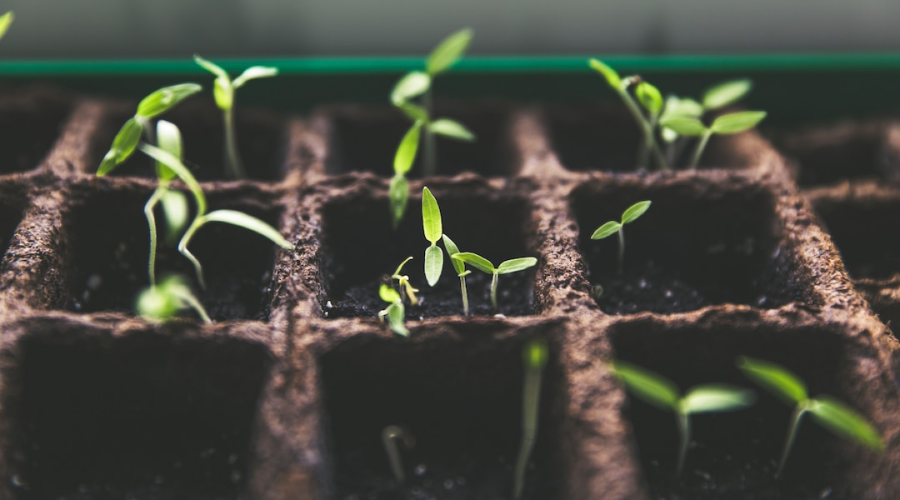 Plant sprouts growing from organized soil squares