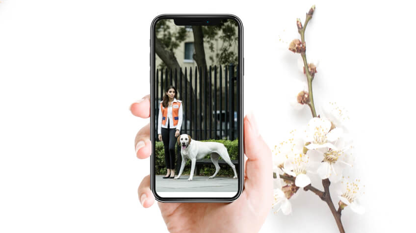 How to Improve Dog Walking App Through Positive User Feedback